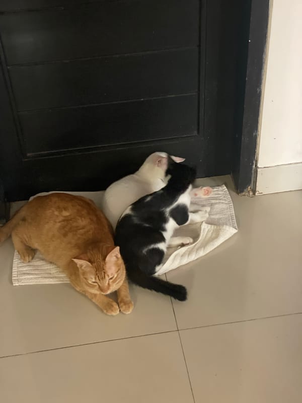 Cats gather for morning routine in Denpasar home
