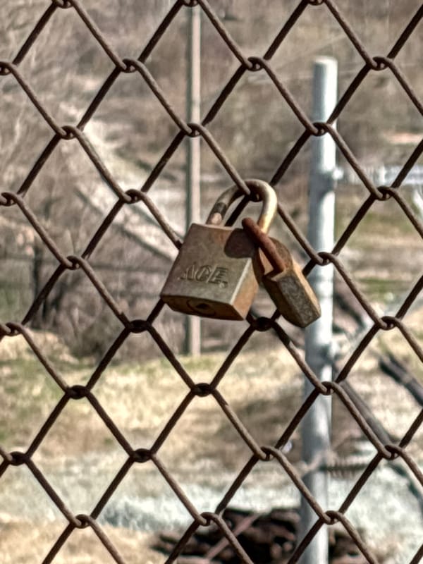 Morning observations capture Sofia street scenes, fencing, cats, resident