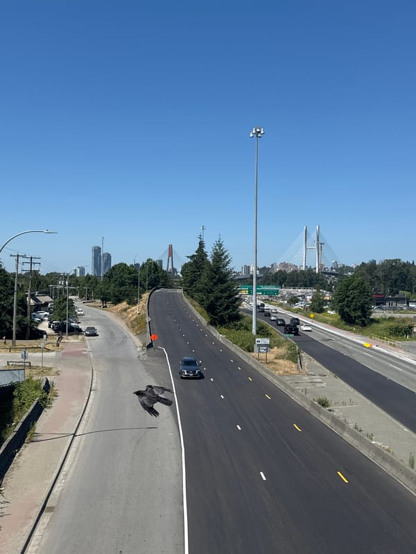 Surrey highway traffic on a clear evening, bird in flight
