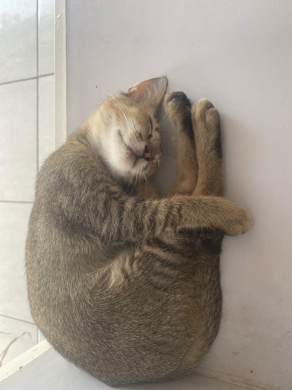 Lazy day mixing downtime, street scenes, and a sleeping cat