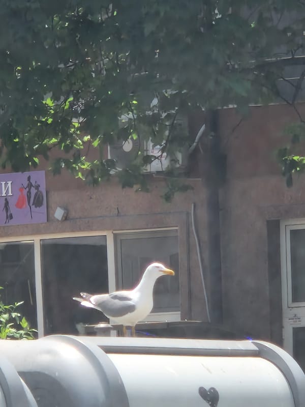 Urban scenes documented: decorative seagull, BMW interior, building exterior