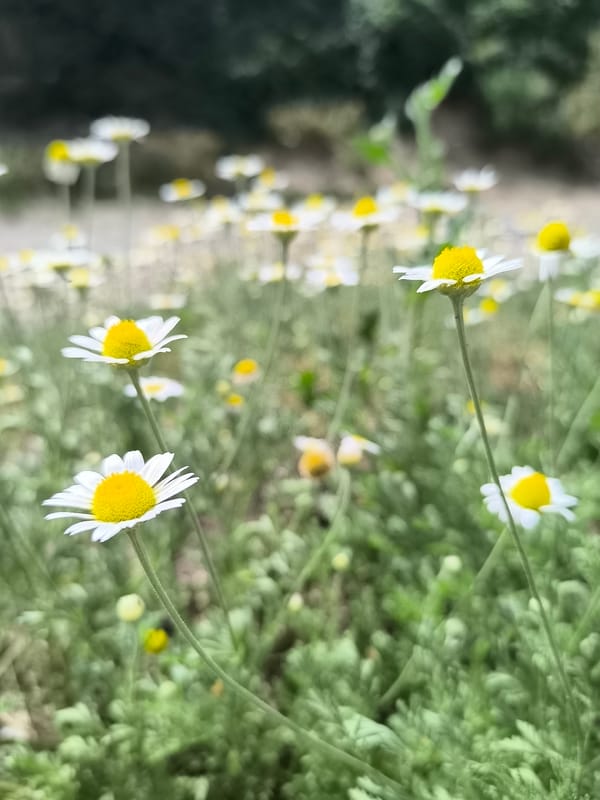 Close-up shots of daisies and a blooming white lily