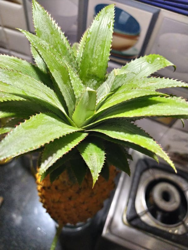 Pineapple preparation documented in Badem kitchen
