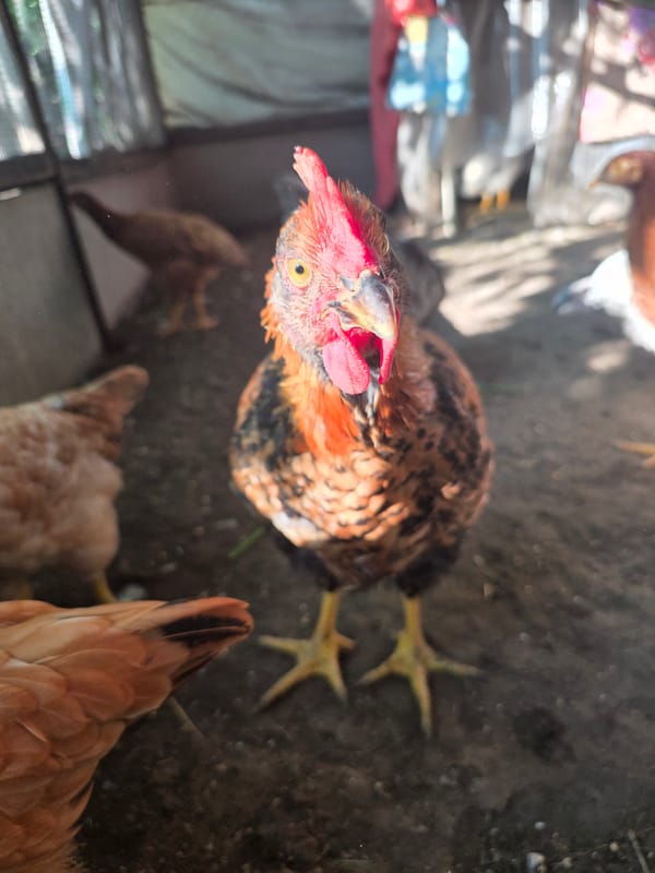 Close-up look at a mixed flock in an outdoor enclosure