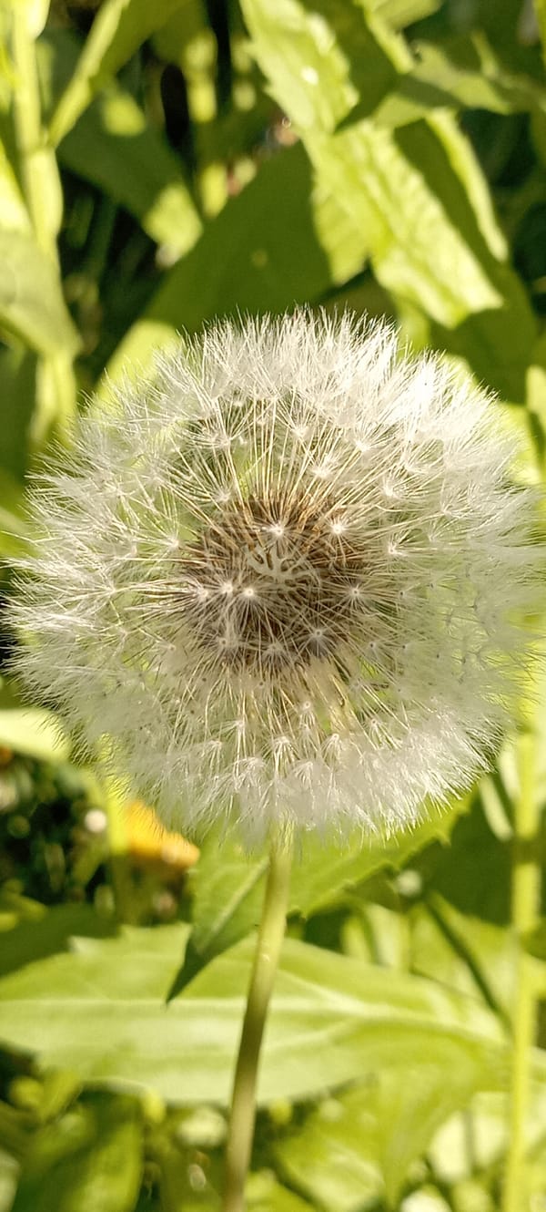 Midsummer wildflowers and insects up close in Radisne, Ukraine