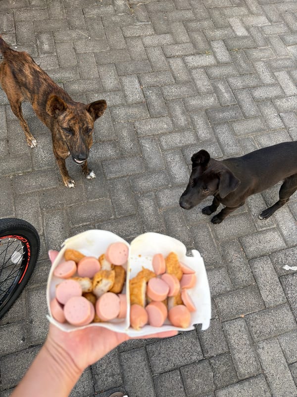 Morning stray animal feeding documented in Kuta Selatan