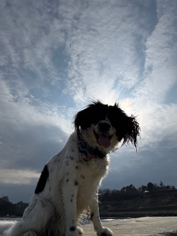 Dog photographed in silhouette against cloudy sky in Tsarevo