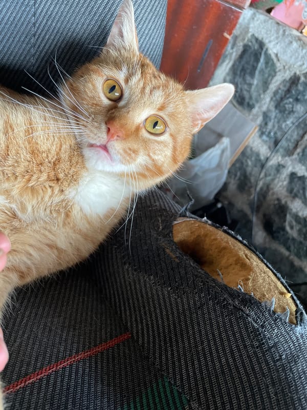 Orange tabby cat spotted lounging on furniture in Zlatograd