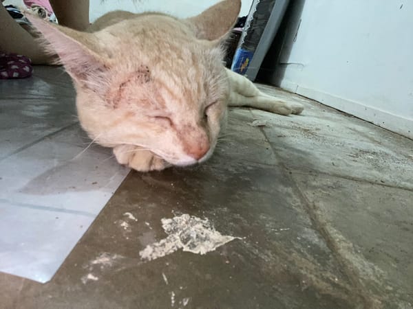 Injured cat rests and grazes near bananas in Banjarbaru home