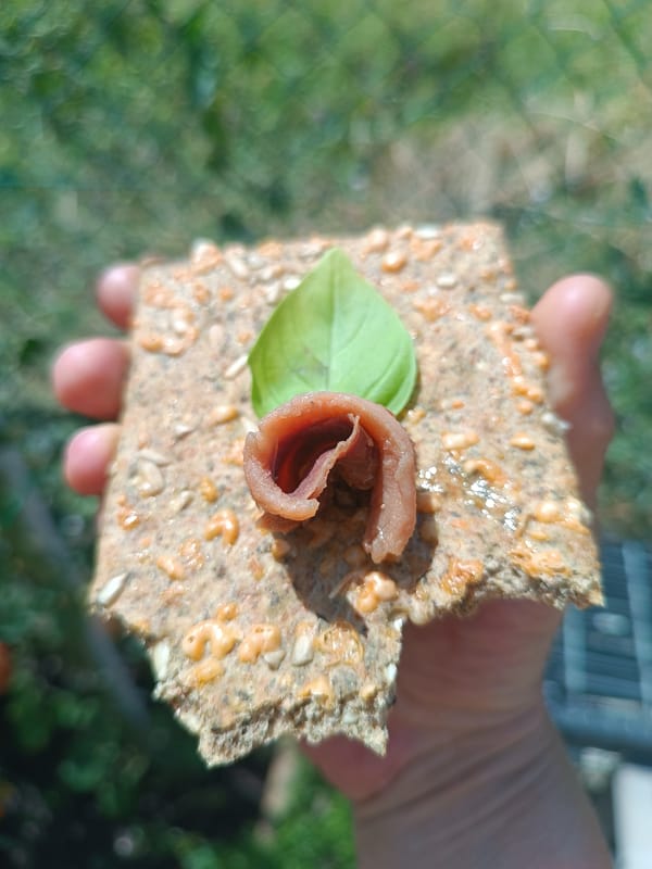 Anchovy and basil crackers plated up in Viadana