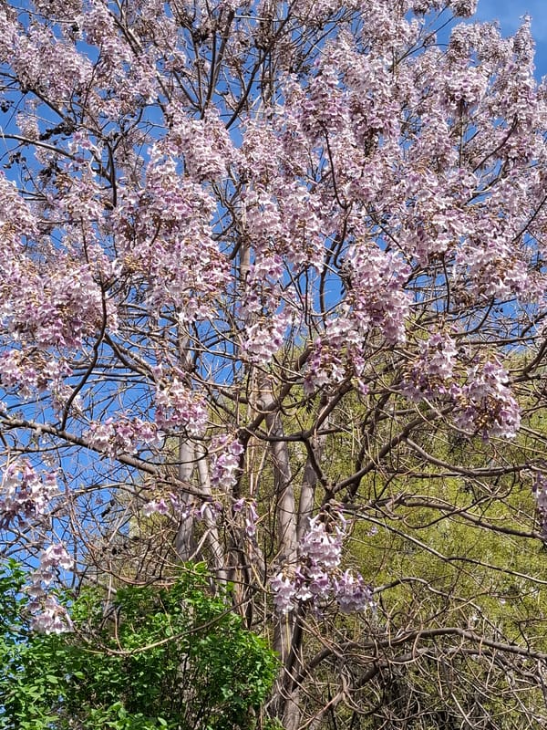 Spring morning walk documented across Plovdiv, Bulgaria parks