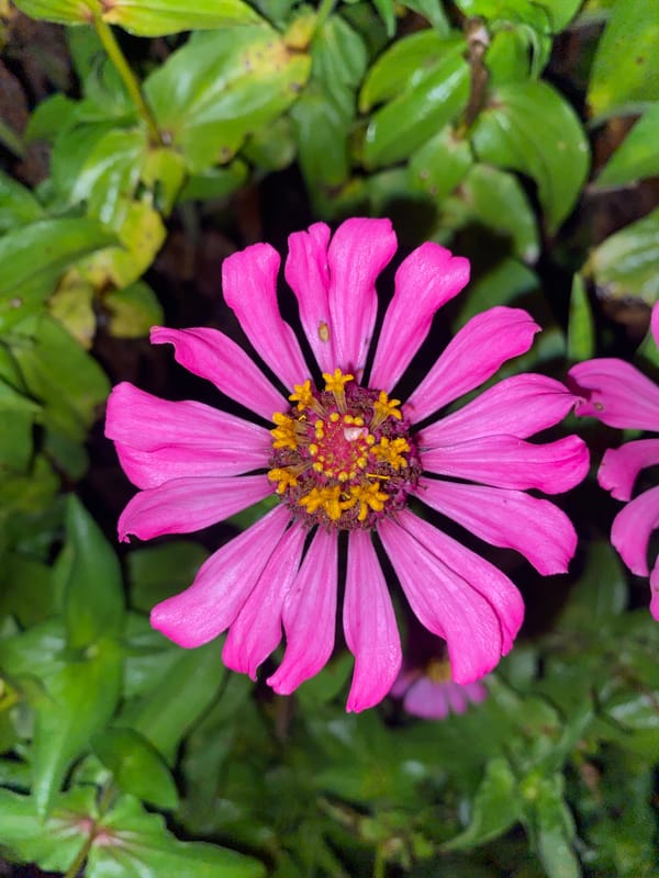Evening flower walk documented through Davao City neighborhoods