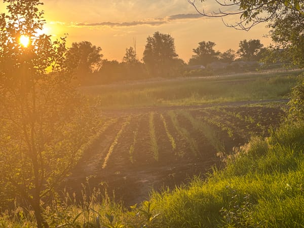 Person observed in rural settings during golden hour