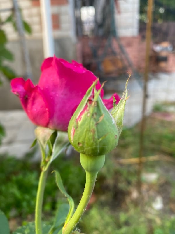 Close-up garden shots: roses in bloom, a dog playing outside