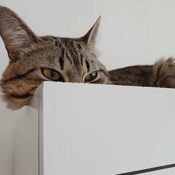 Quiet afternoon moments captured in Curitiba homes