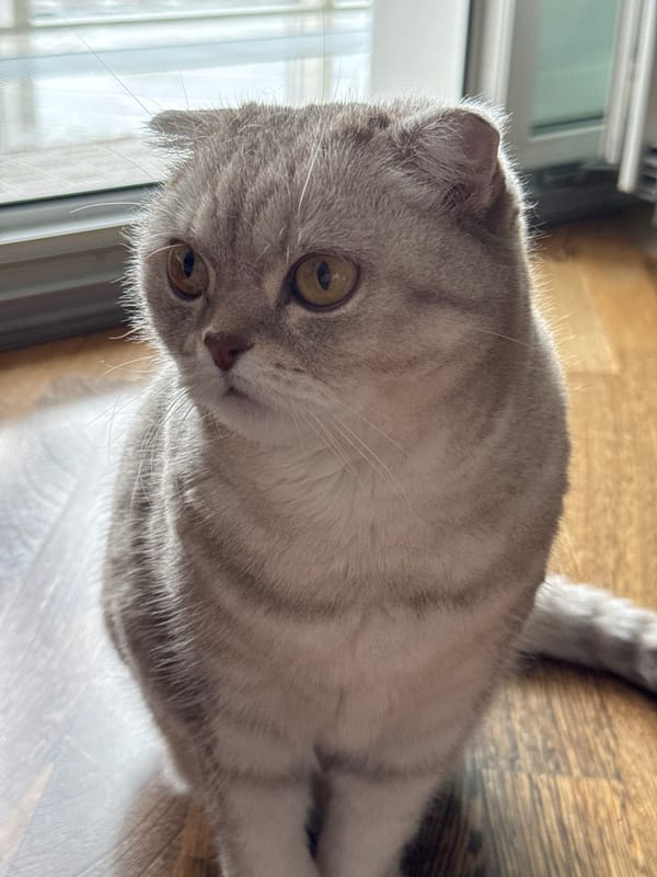 Saint Petersburg resident shares morning routine with Scottish Fold cat