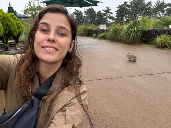 Rainy morning on Jeju's coast, with wild rabbits everywhere