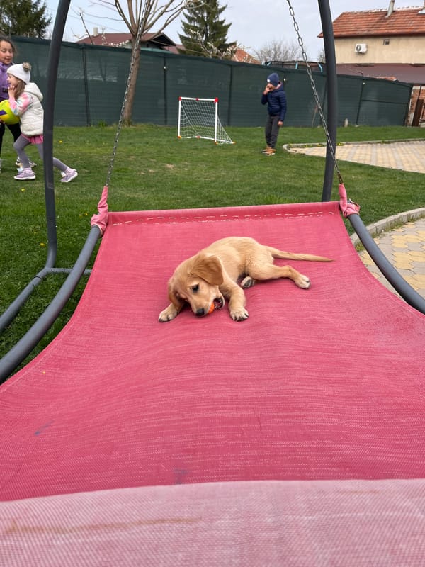 Golden retriever puppy plays in Kostinbrod backyard
