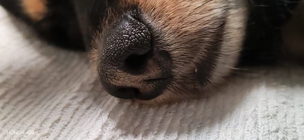 Quiet afternoon with beloved dog documented in Russian town