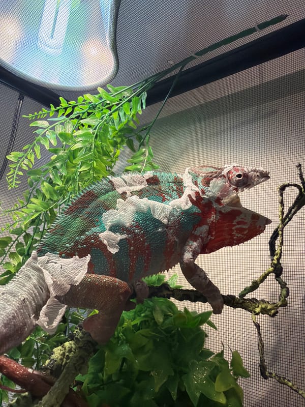 Chameleon sheds skin in Los Angeles terrarium