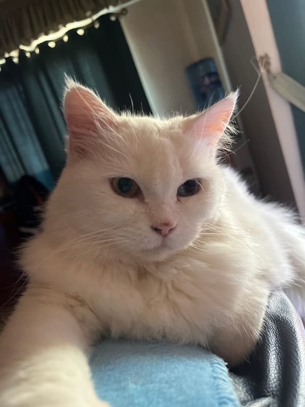 White heterochromatic cat photographed by witnesses in Gandia, Spain