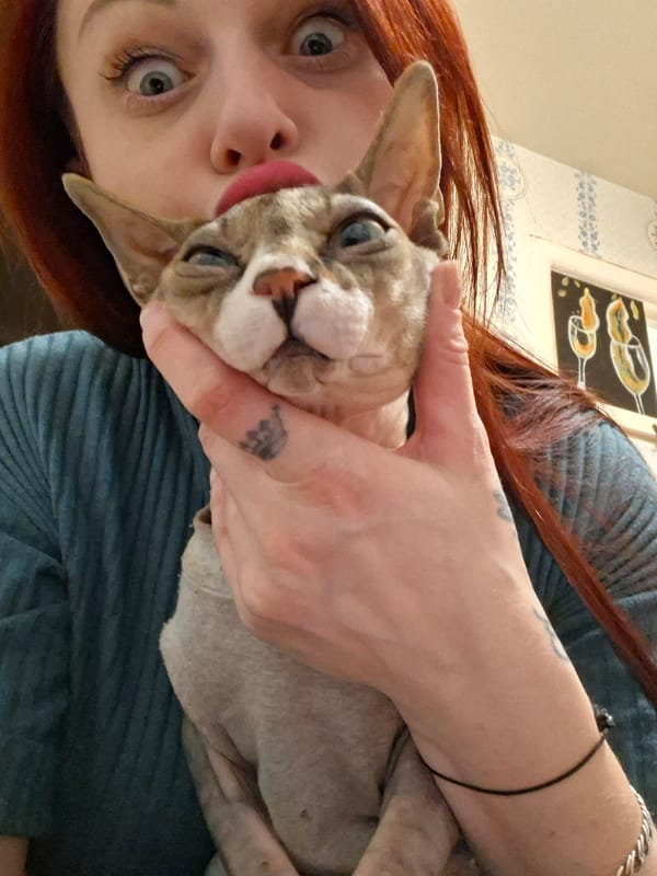 Woman holds blue-eyed Sphynx cat with tongue out