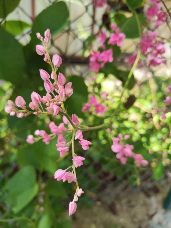Morning observations documented across Puttaparthi, India