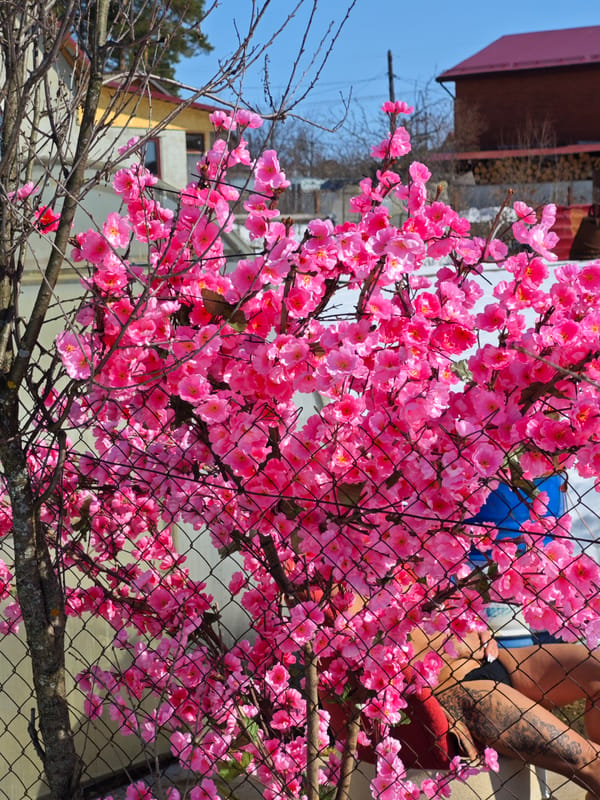 Spring transition documented in rural Noviy, Russia