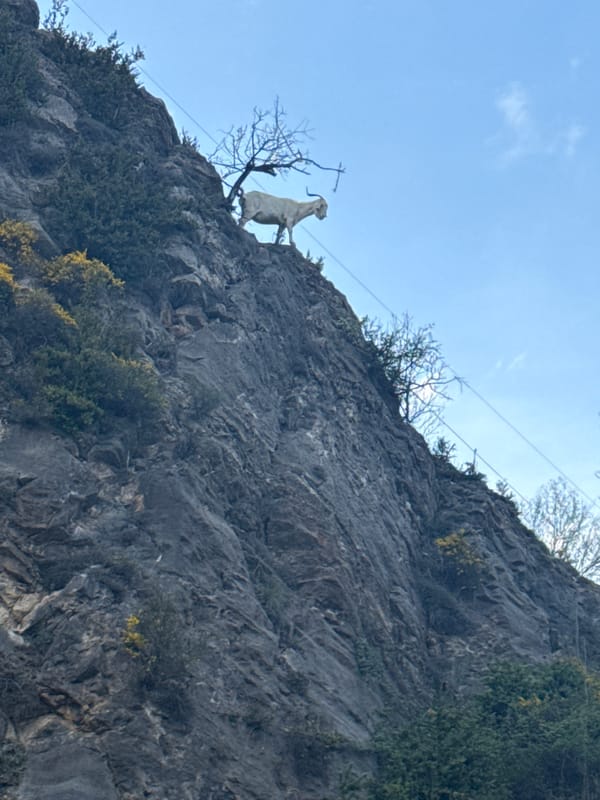 White goat figure spotted on cliff face in Spain