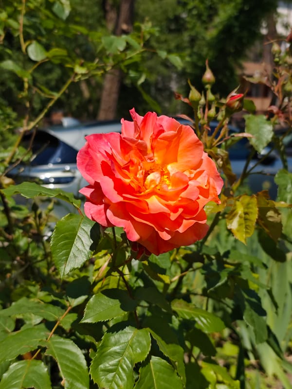 Rose blooms captured in Pyatigorsk garden