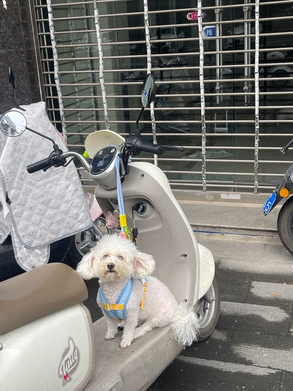 Dog and scooters spotted near bus stop in Wuhan