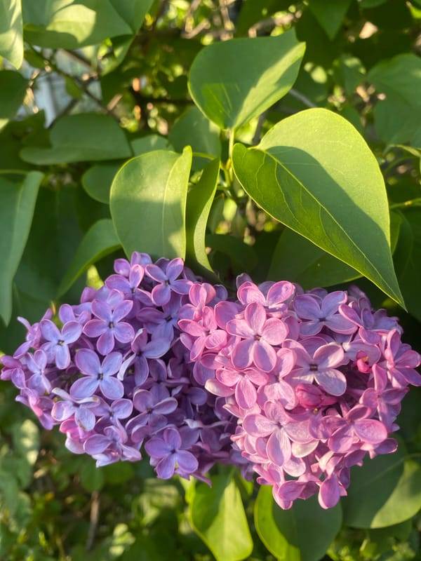 Spring flower documentation captured across Dnipro gardens in seven minutes