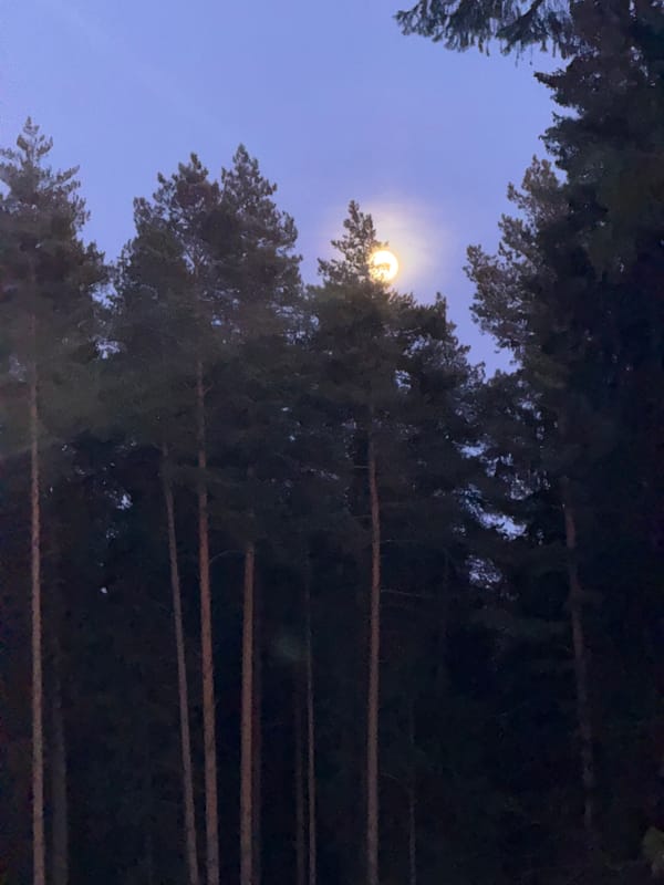 Full moon rises through snowy pine forest in Votkinsk