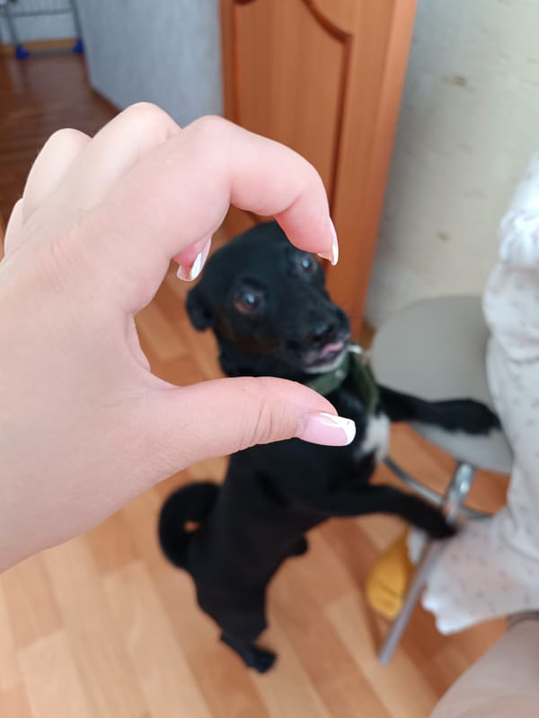 Family breakfast with playful dog documented in Tobolsk