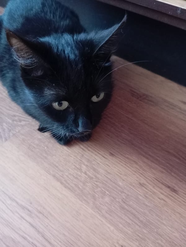 Morning cat activity observed across Baksan, Russia