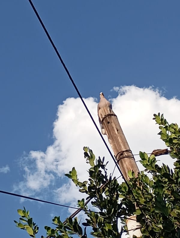 Paint mixing and wall painting project underway in Johannesburg