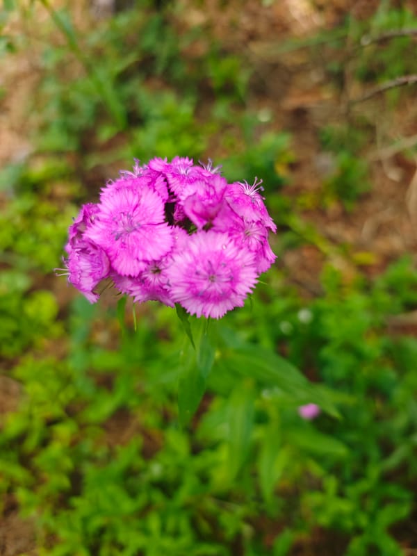 Summer garden walkabout in Khlevino, flowers and a cheeseburger