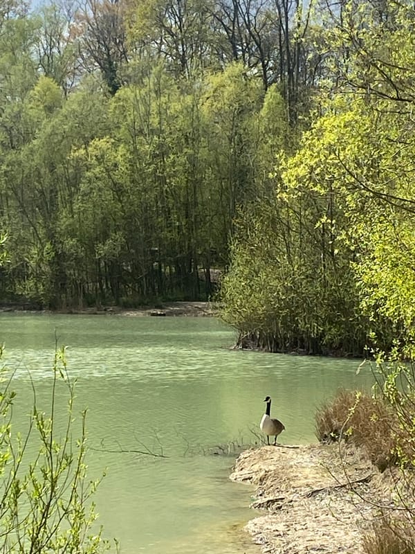 Geese spotted at lakeside in Saint-Martin-du-Tertre, France