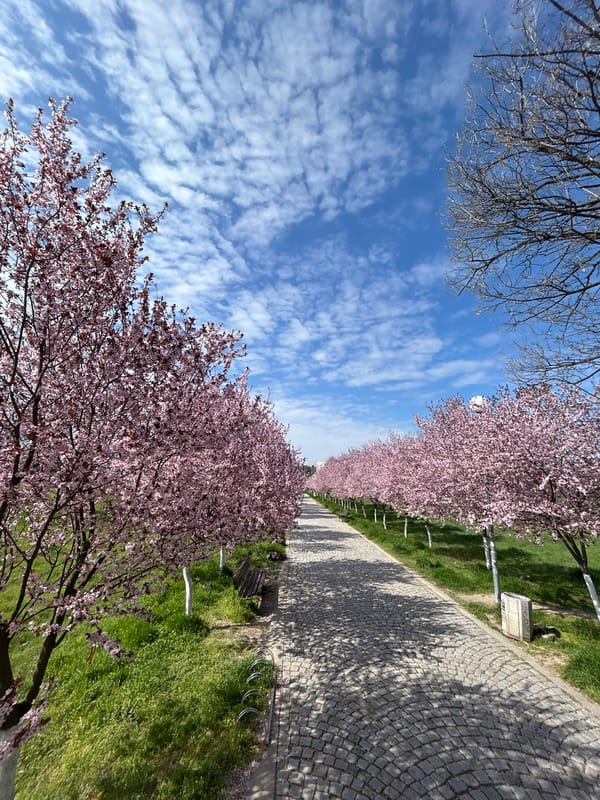Cherry blossoms bloom along pathway in Plovdiv park