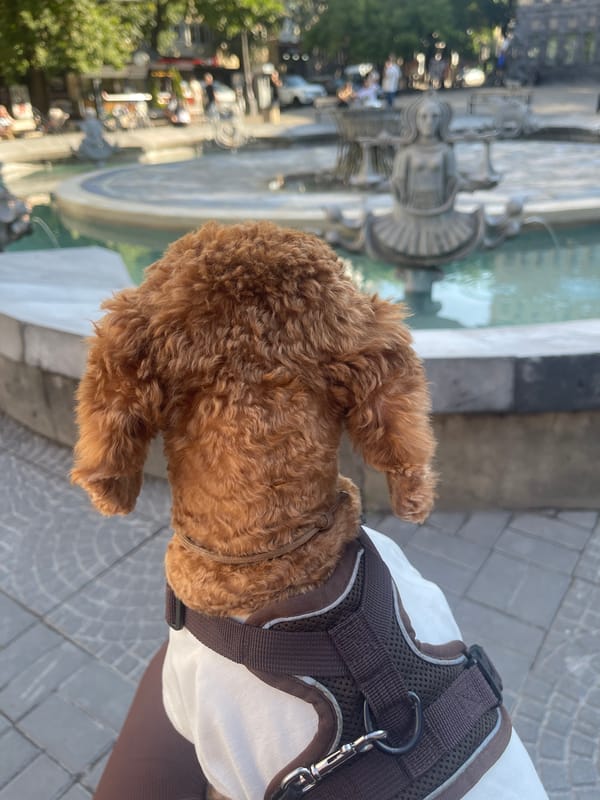 A dog walk near Kinomoscow and a carved stone fountain