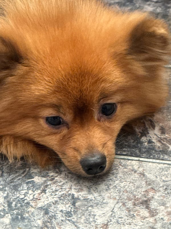 Pomeranian dog and summer recreation captured in Khimki, Russia