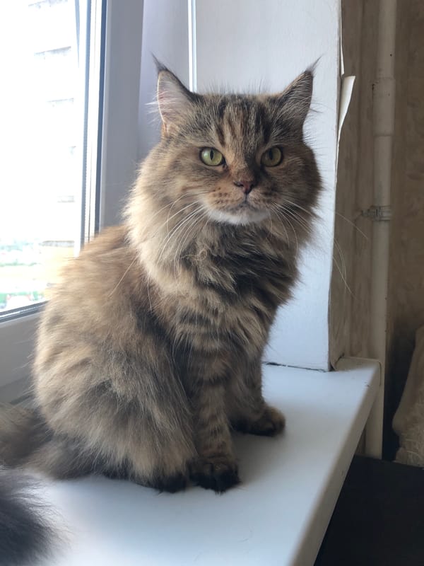 Cats at home, city skyline from above