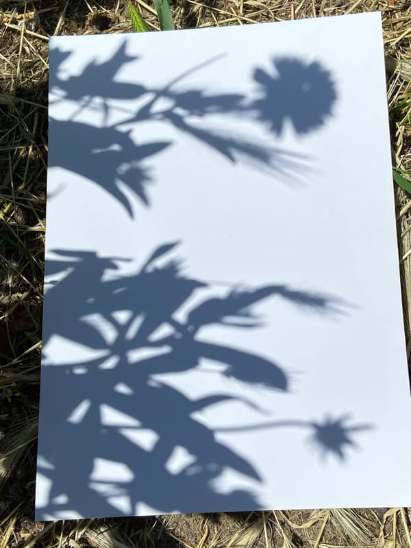 Person creates botanical shadow art with poppy flowers