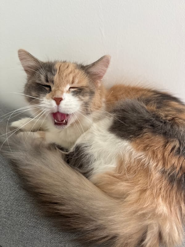Calico cat lounging, yawning, and getting a nose boop