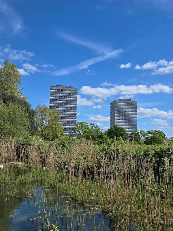 London resident documents swans, ducks along urban waterways