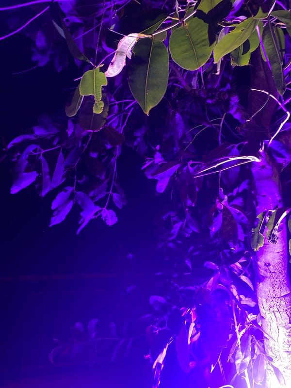 Colorful lighting illuminates trees in Thai coastal town
