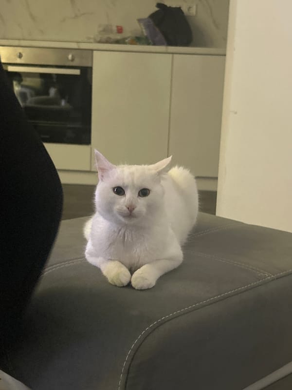 Cats observed in various locations around Burgas, Bulgaria