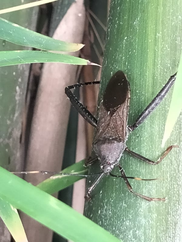 Assassin bugs on bamboo, up close in Lhokseumawe
