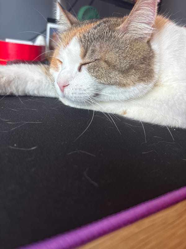 Cat sleeps peacefully on dark surface in Bulgarian city