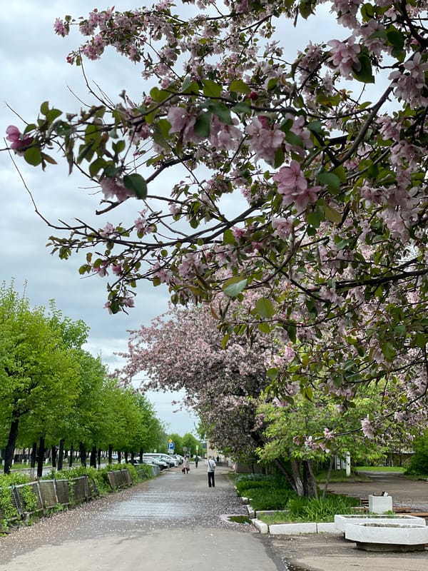 Spring morning documented in Zheleznogorsk with blooming trees, dog